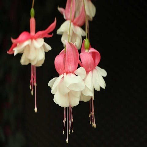 Rare and Exotic Flowers: Nature’s Hidden Gems - Flora Queen