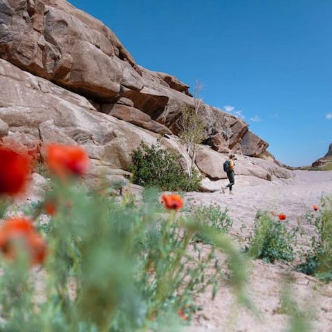 The Fascinating World of Flowers in Panama City - Flora Queen