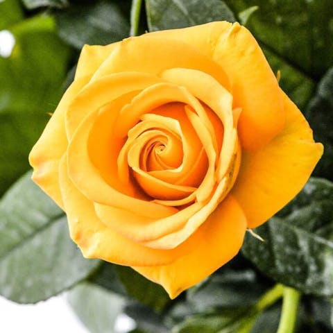 Yellow Rose Meaning in Relationship: Unveiling the Symbolism of Love and Connection - Flora Queen