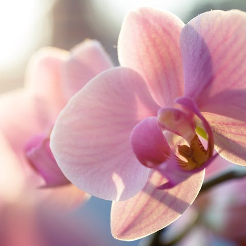 How to Care for an Orchid: A Complete Guide to Orchid Care - Flora Queen