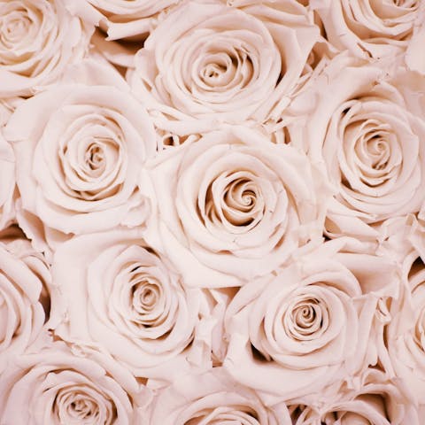 How to Prune Roses: A Comprehensive Guide to Rose Pruning - Flora Queen