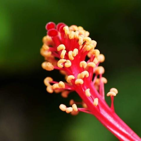 What Is The Male Part Of A Flower? - Flora Queen