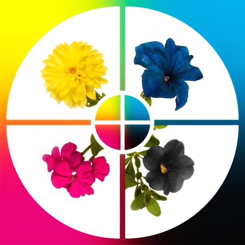 Flower Identification Guide by Color – Selecting Flowers Made Easy! - Flora Queen