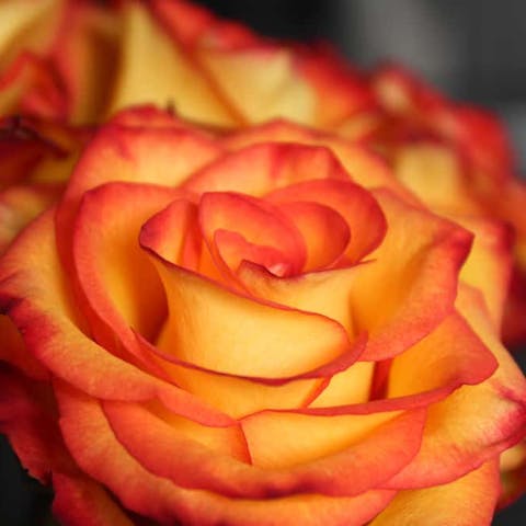 Fire Flower: Explore these Flowers that Look Like Fire - Flora Queen