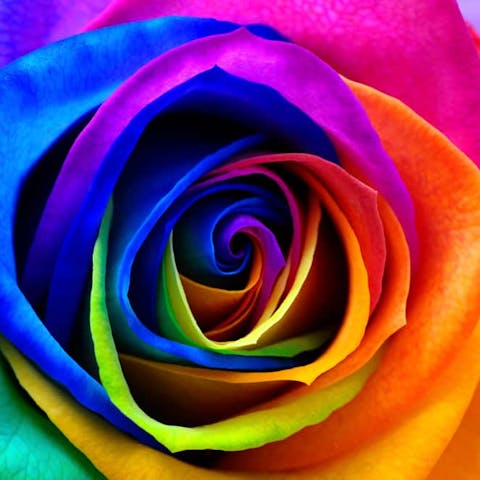 How Florists Tie Dye Roses and the Reasons for Doing So - Flora Queen