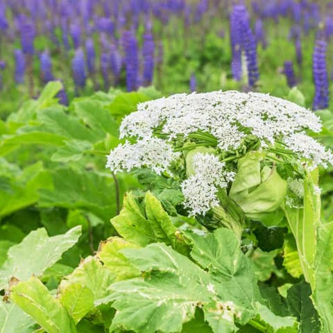 What is the Most Poisonous Plants to Humans? - Flora Queen