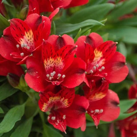 What is the Peruvian Lilies Meaning? - Flora Queen