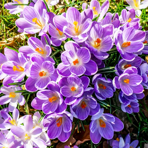 Early Spring Flowers to Add More Beauty to Your Garden - Flora Queen