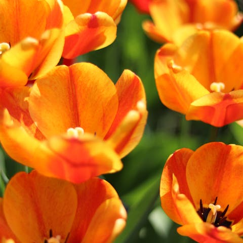 Get to Know More about the 50 State Flowers - Flora Queen