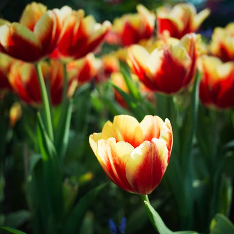 Get to Know About the Amazing Tulip Colors from Nature - Flora Queen