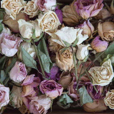 Discover Different Death Flowers and Their Symbolic Meanings - Flora Queen