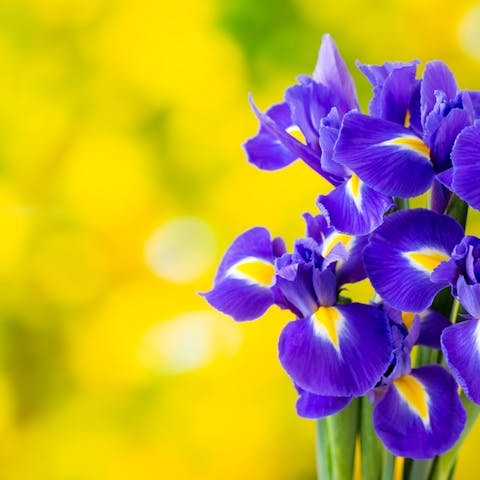 The Iris Flower Meaning Is Full of Love and Deep Trust - Flora Queen