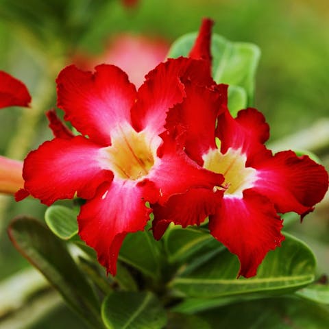 The Ultimate Azalea or Azalia Plant Care - Flora Queen