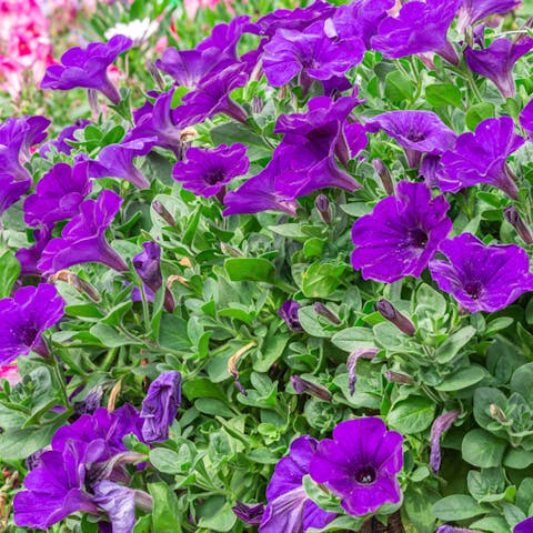 The Most Beautiful Annuals That Bloom All Summer  - Flora Queen