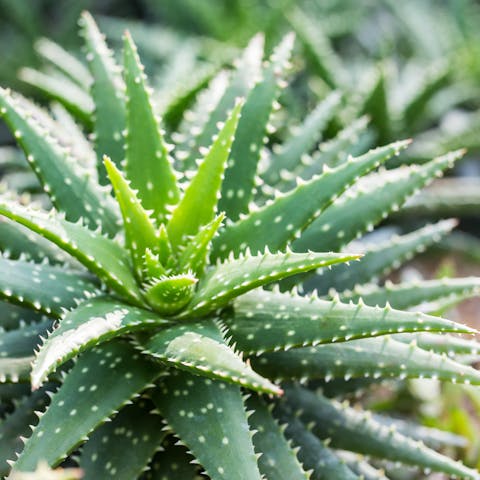 What You Should Know about Aloe Vera Plant Care - Flora Queen