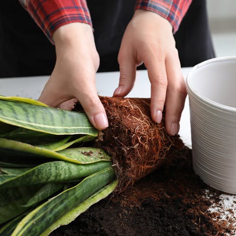 How To Repot A Plant – Tips for Success - Flora Queen