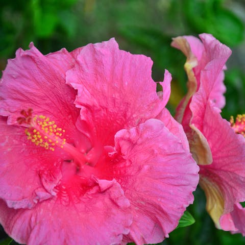 How to Press Flowers With Sentimental Value for You? - Flora Queen