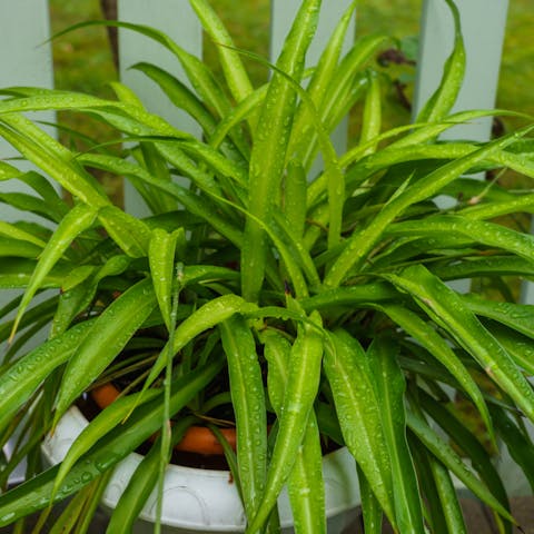 Spider Plant Care – Freshen Up Your Home Decor - Flora Queen