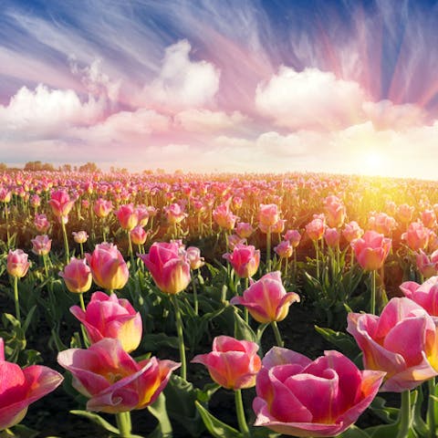 Planting a Field of Flowers - Flora Queen