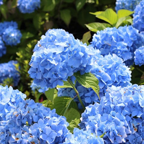 Blue Flower Names and other Blue Flower Information - Flora Queen