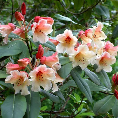 Common Types Of Flowers Have Multiple Shapes And Meanings - Flora ...