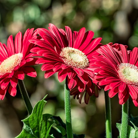 Flowers That Mean Love Are so Diversified and Charming - Flora Queen