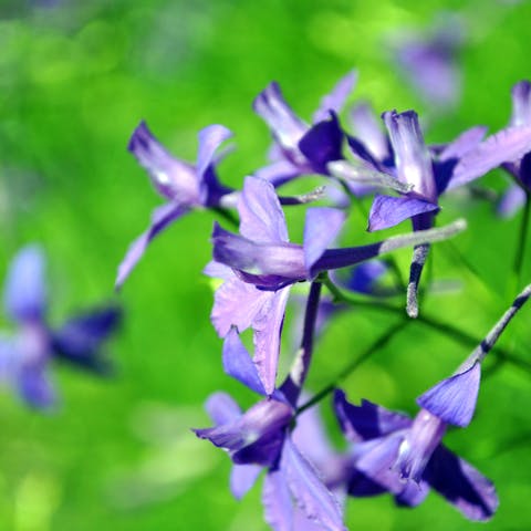 Larkspurs for Learners and Beginners - Flora Queen