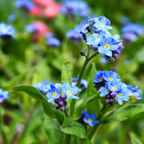The Best Little Flower Options for Gardening - Flora Queen