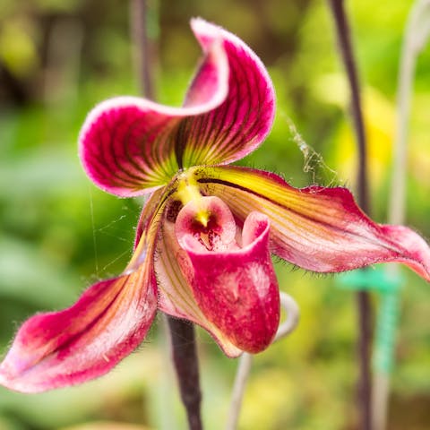 The Lady Slipper Flower Adds More Colors And Brightness To Your Garden - Flora Queen
