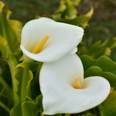 Understanding the Beautiful Calla Lily Meaning - Flora Queen
