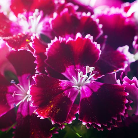 A Beginner’s Guide to Growing Carnations - Flora Queen