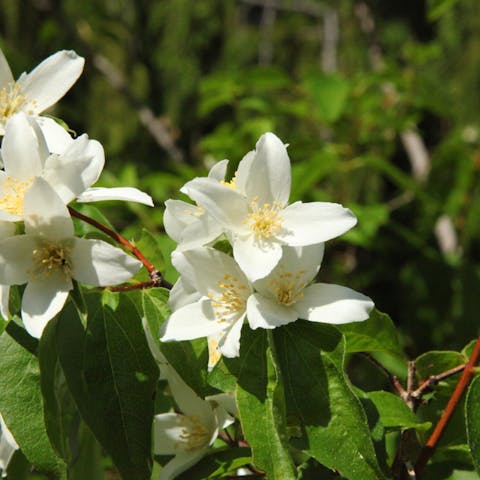 Idaho State Flower – The Beautiful Syringa - Flora Queen