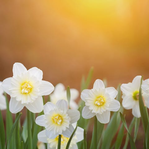 The Jonquil Flower Is Ideal In Borders, Flowerbeds, and Brings Cheerfulness and Light to Gardens - Flora Queen