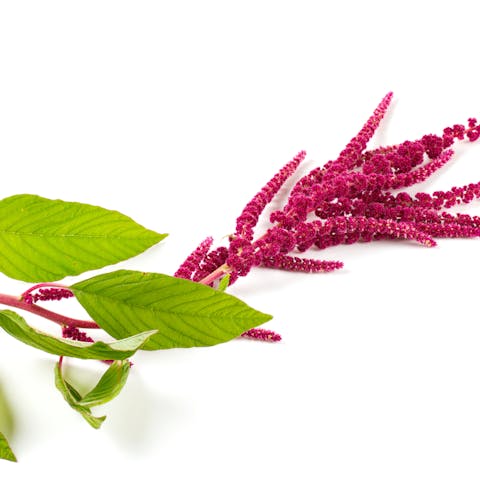 Amaranth Flower: A Red Beauty to Enhance Your Life - Flora Queen