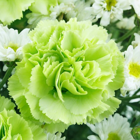 Choose Lively Green Flowers to Celebrate Anything - Flora Queen