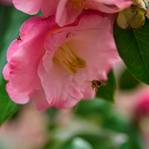 The Iowa State Flower Is the Wild Prairie Rose - Flora Queen