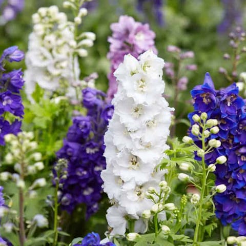 Delphinium is the Magnificent JulyFlower that Symbolizes Lightness - Flora Queen