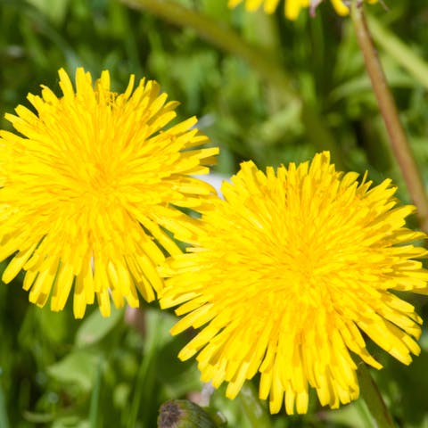 Choose the Most Beautiful Golden Flower to Brighten up Your Garden - Flora Queen