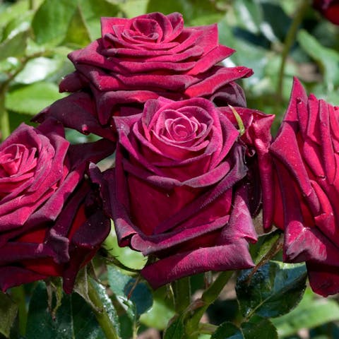 The Beautiful Contrast Between Black and White Flowers - Flora Queen