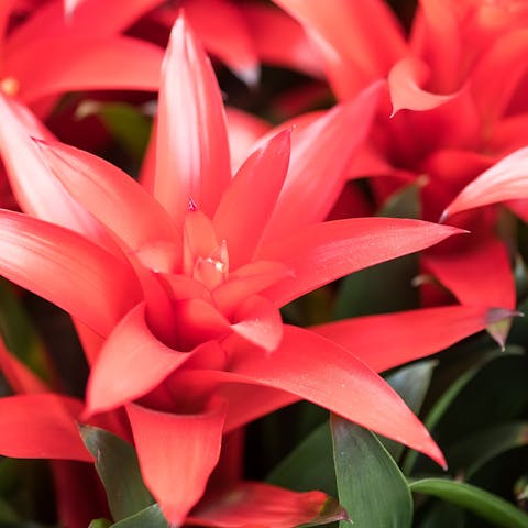 Combine the Pineapple Flower with Other Lovely Bulbs in Your Garden - Flora Queen