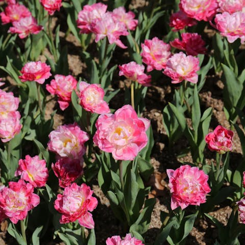 Carnation Flower Meaning: Understanding this Common Flower - Flora Queen