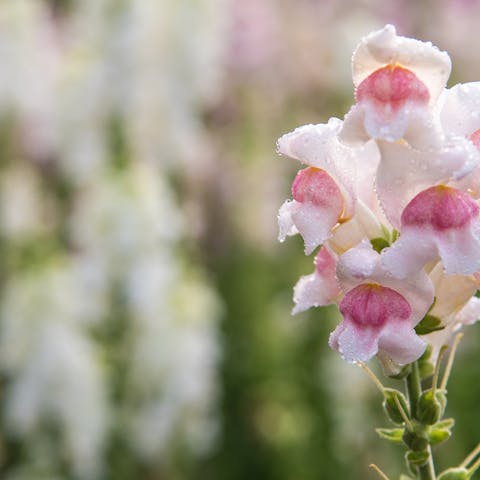 Dragon Flower – Useful in Kitchen & Garden - Flora Queen