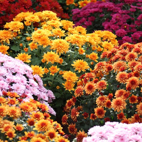 The Chrysanthemum Flower and Its Meaning and Significance - Flora Queen