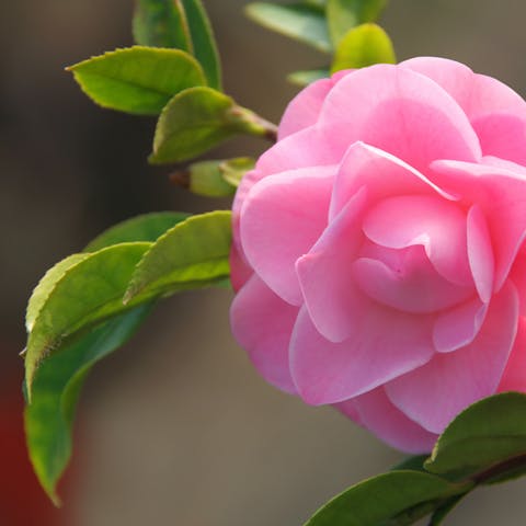 The Alabama State Flower: Camellia - Flora Queen