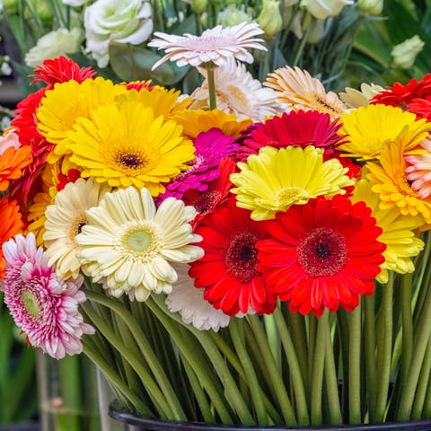 Gerbera Daisy Care: The Vibrant Beauty - Flora Queen