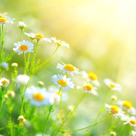The Chamomile Flower: A Beautiful Flower to Add to Your Garden - Flora Queen