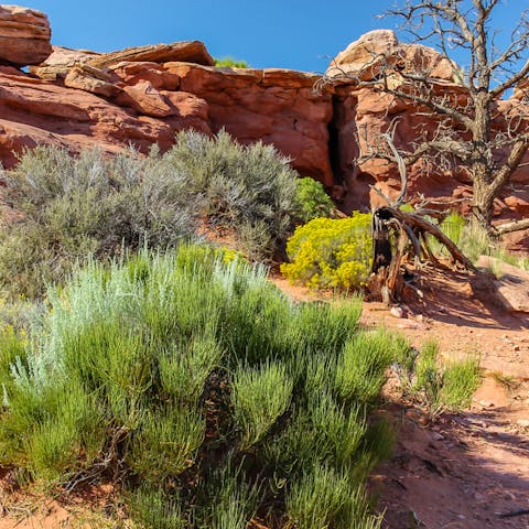 Desert Plants: Proof That Life Can Bloom in Any Condition - Flora Queen