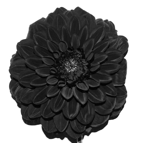 The black Dahlia flower meaning: Symbolism & Origin - Flora Queen