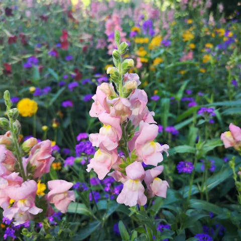 Flower Meanings - Flora Queen