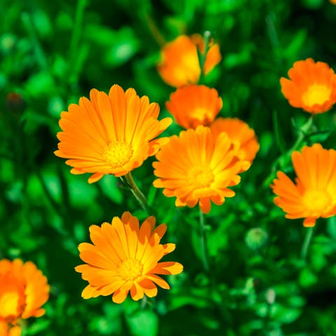 Calendula Flower - Flora Queen